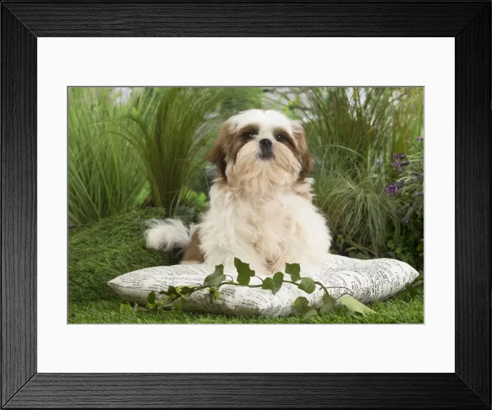 Framed Print : Picture No. 11807671 Framed Print : Picture No. 11807671