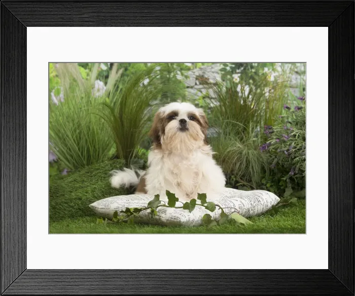 Framed Print : Picture No. 11807672 Framed Print : Picture No. 11807672