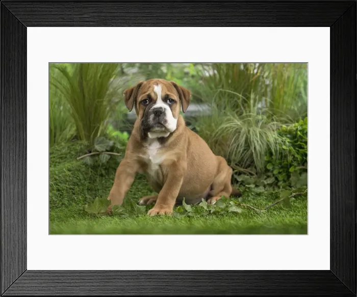 Framed Print : Picture No. 11807674 Framed Print : Picture No. 11807674