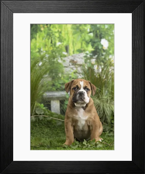 Framed Print : Picture No. 11807676 Framed Print : Picture No. 11807676
