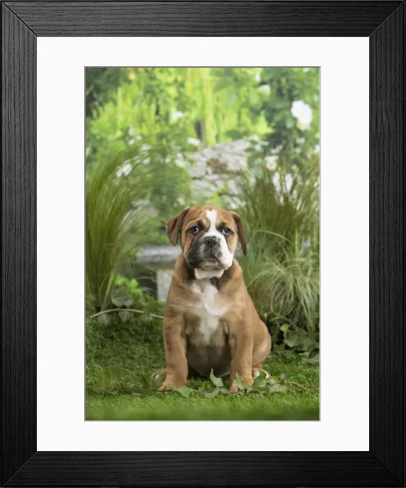 Framed Print : Picture No. 11807678 Framed Print : Picture No. 11807678