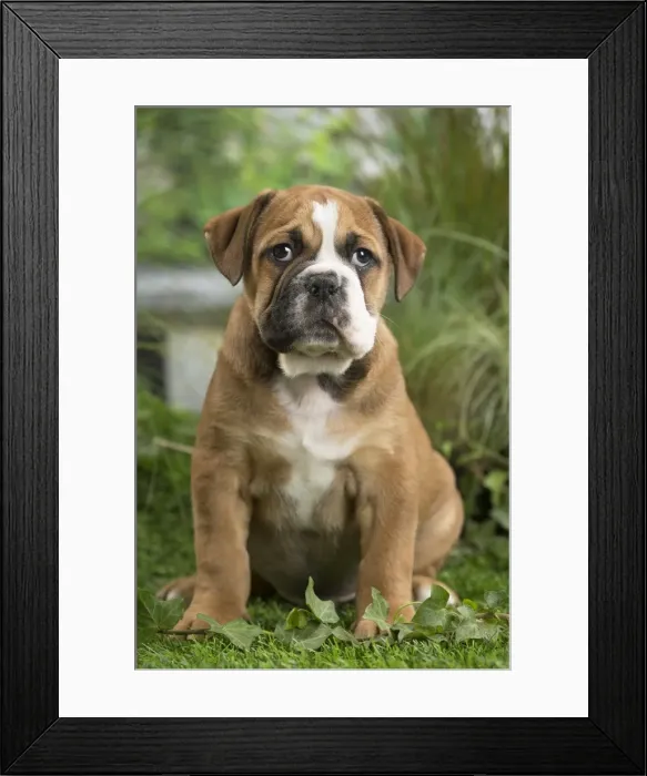 Framed Print : Picture No. 11807679 Framed Print : Picture No. 11807679