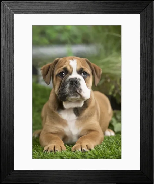 Framed Print : Picture No. 11807681 Framed Print : Picture No. 11807681