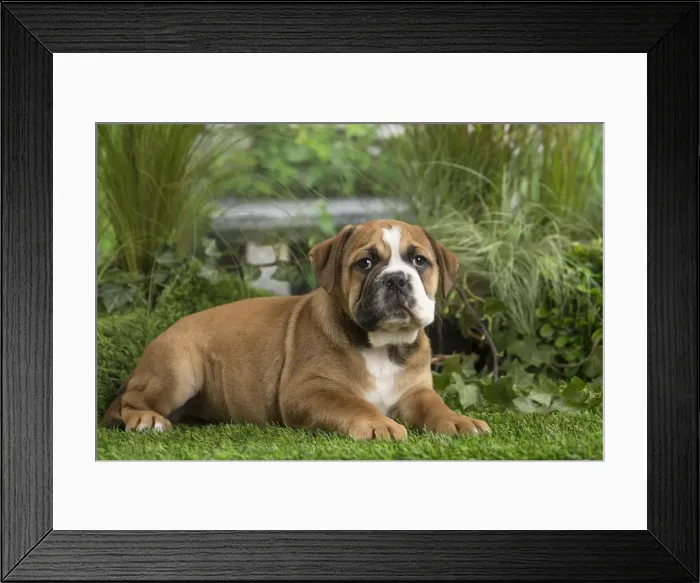 Framed Print : Picture No. 11807682 Framed Print : Picture No. 11807682