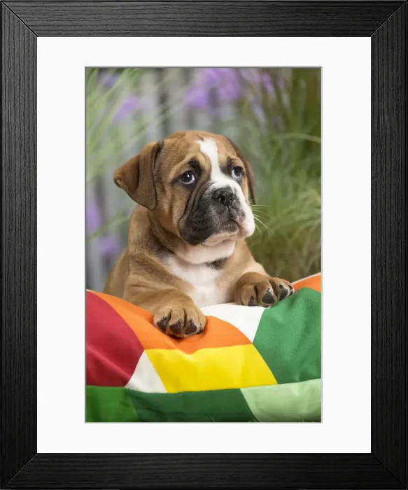 Framed Print : Picture No. 11807687 Framed Print : Picture No. 11807687