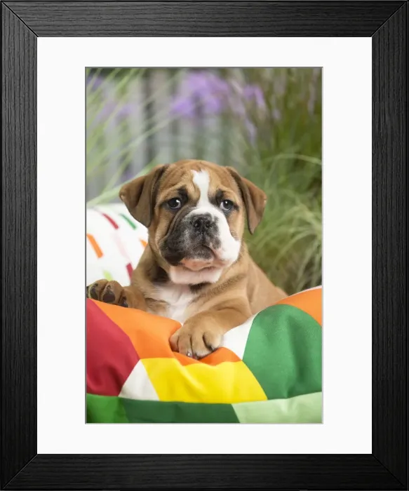 Framed Print : Picture No. 11807688 Framed Print : Picture No. 11807688