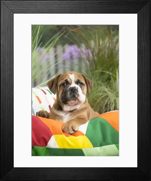 Framed Print : Picture No. 11807689 Framed Print : Picture No. 11807689