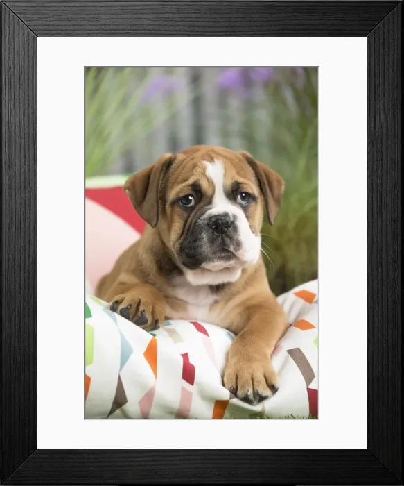 Framed Print : Picture No. 11807690 Framed Print : Picture No. 11807690