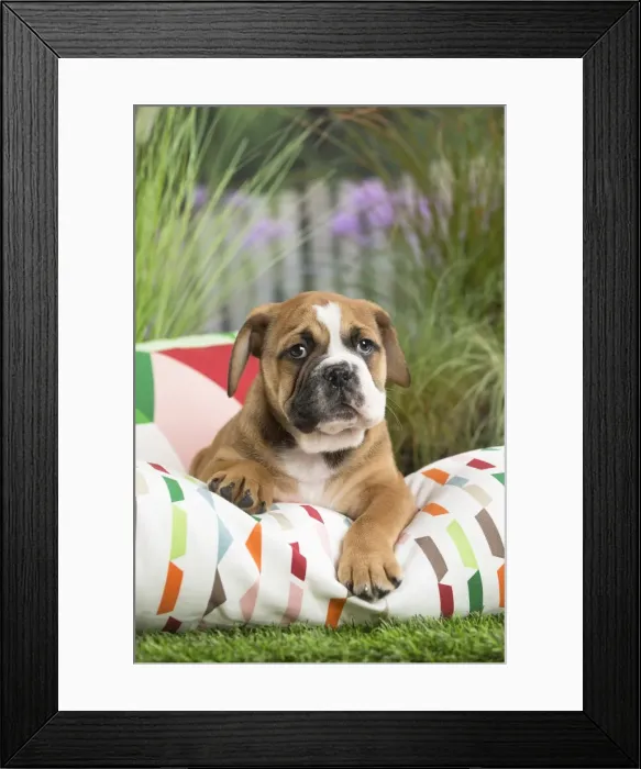 Framed Print : Picture No. 11807691 Framed Print : Picture No. 11807691