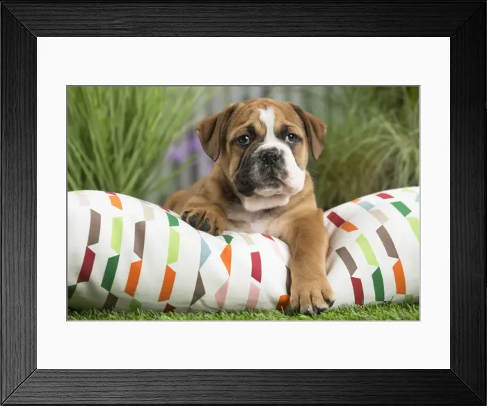 Framed Print : Picture No. 11807692 Framed Print : Picture No. 11807692