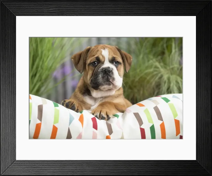 Framed Print : Picture No. 11807693 Framed Print : Picture No. 11807693