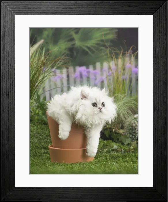 Framed Print : Picture No. 11807696