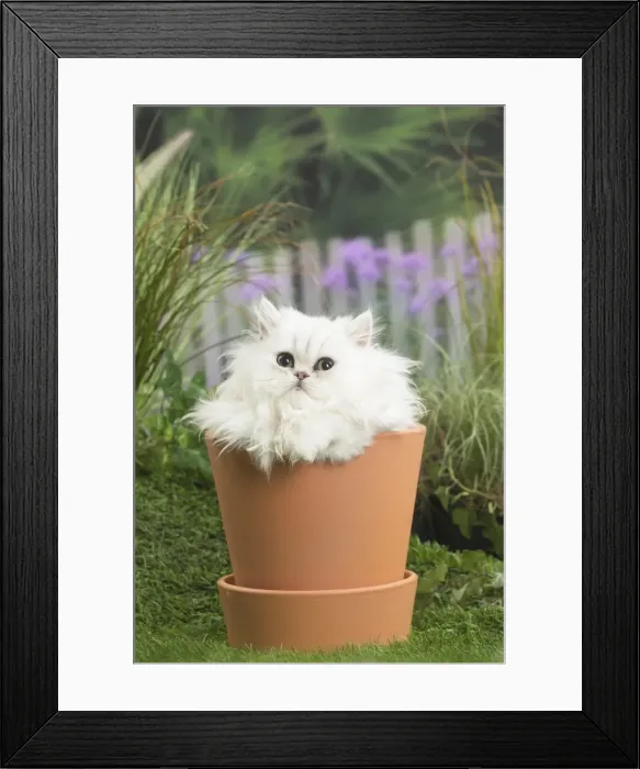 Framed Print : Picture No. 11807697 Framed Print : Picture No. 11807697