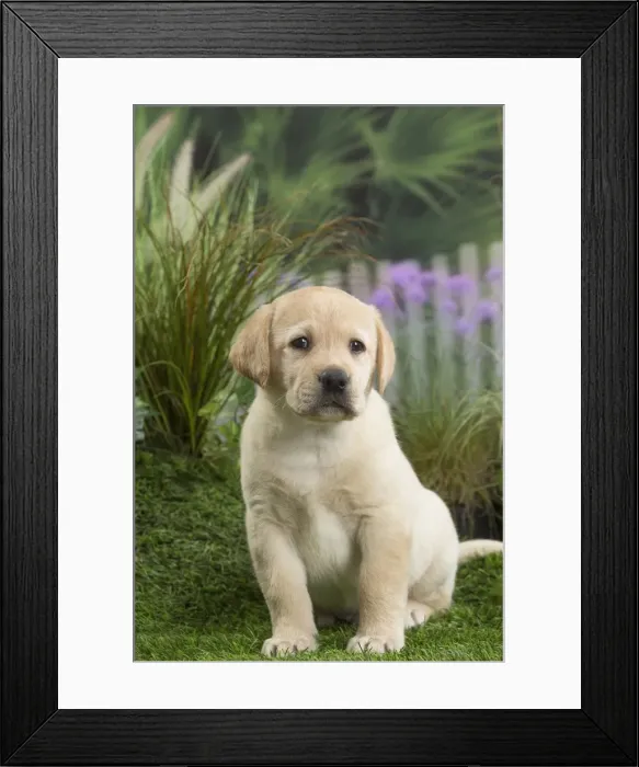 Framed Print : Picture No. 11807698 Framed Print : Picture No. 11807698