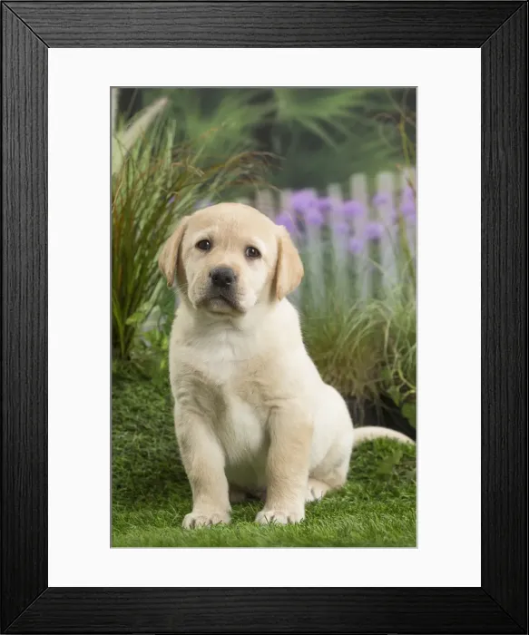 Framed Print : Picture No. 11807699 Framed Print : Picture No. 11807699