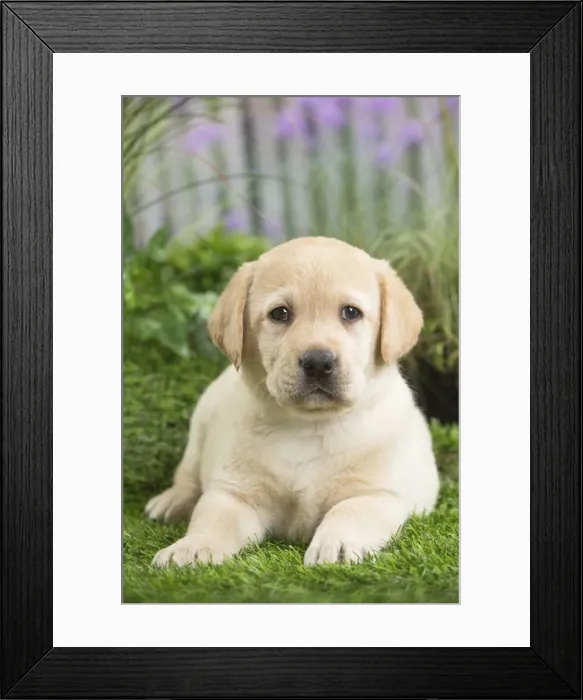 Framed Print : Picture No. 11807704 Framed Print : Picture No. 11807704