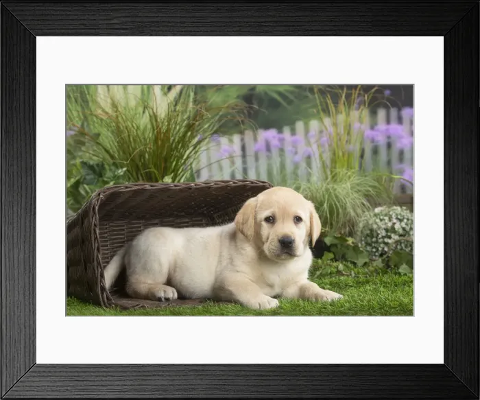 Framed Print : Picture No. 11807705 Framed Print : Picture No. 11807705