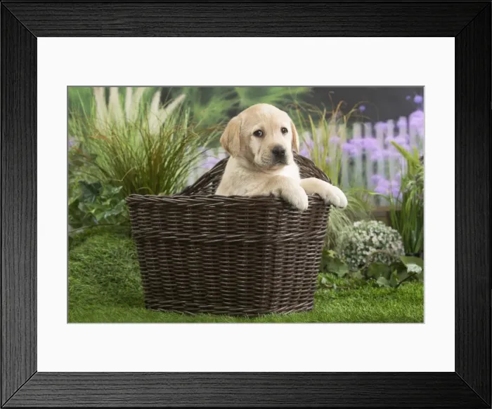 Framed Print : Picture No. 11807706 Framed Print : Picture No. 11807706