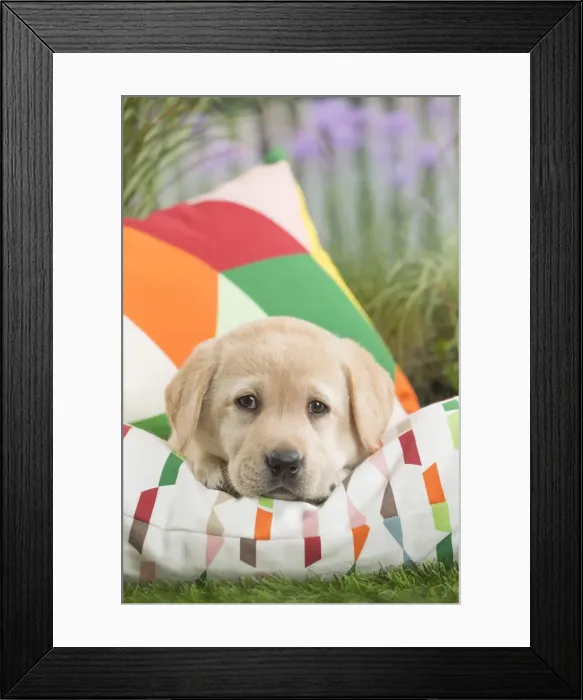 Framed Print : Picture No. 11807709 Framed Print : Picture No. 11807709