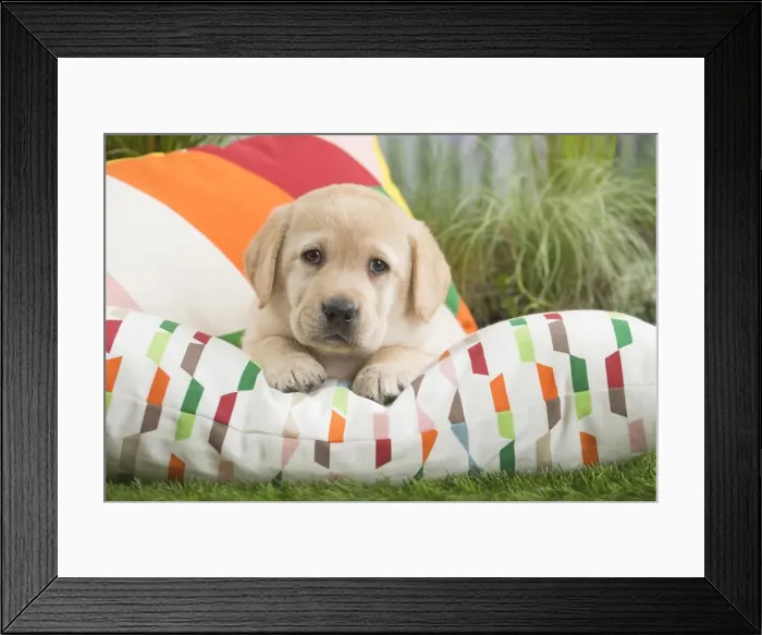 Framed Print : Picture No. 11807710 Framed Print : Picture No. 11807710