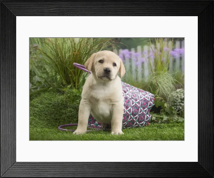 Framed Print : Picture No. 11807713 Framed Print : Picture No. 11807713