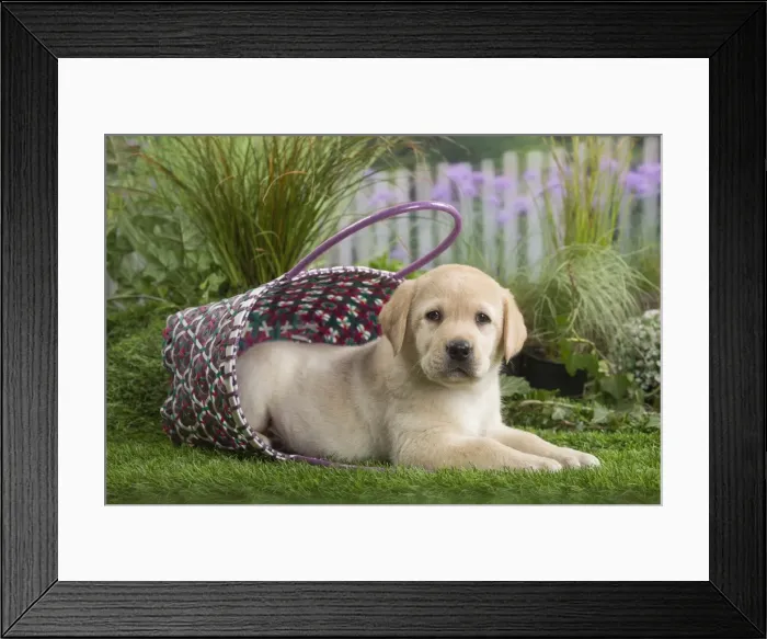 Framed Print : Picture No. 11807714 Framed Print : Picture No. 11807714