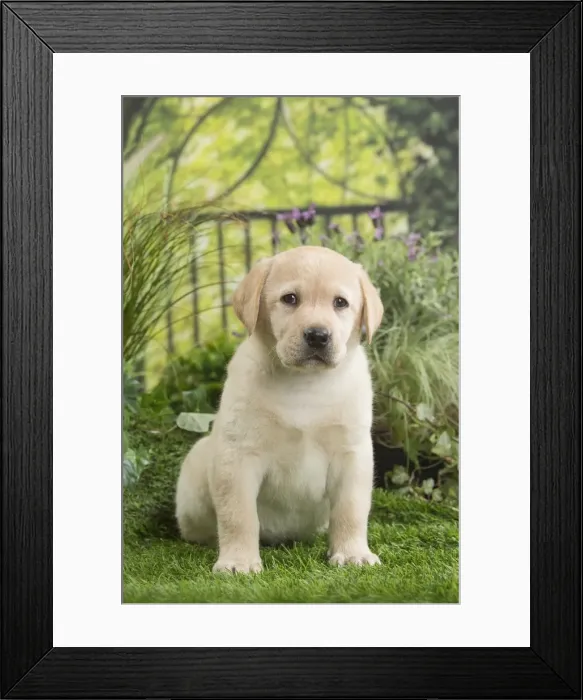 Framed Print : Picture No. 11807721 Framed Print : Picture No. 11807721