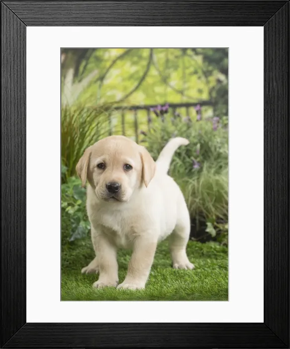 Framed Print : Picture No. 11807722 Framed Print : Picture No. 11807722