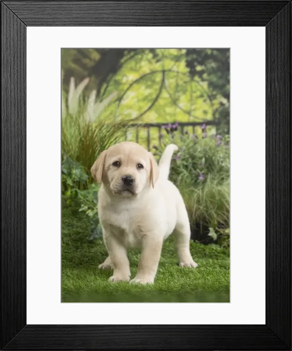 Framed Print : Picture No. 11807723