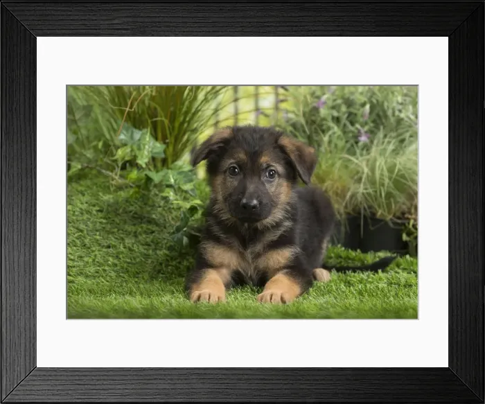 Framed Print : Picture No. 11807724 Framed Print : Picture No. 11807724