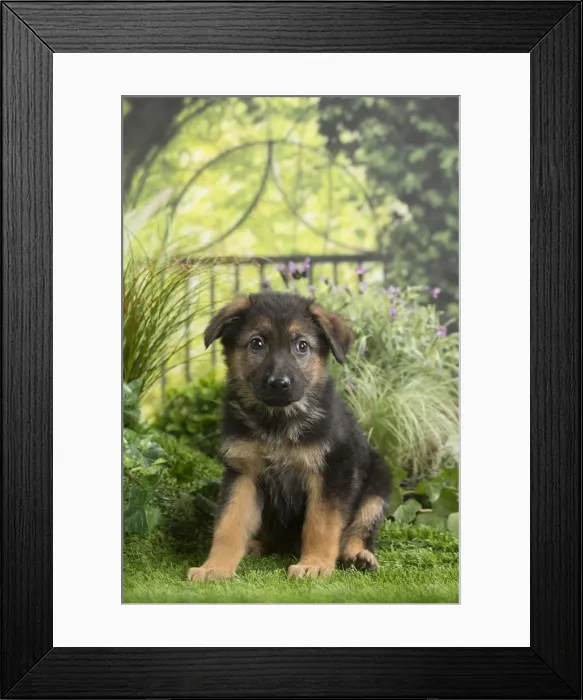 Framed Print : Picture No. 11807727 Framed Print : Picture No. 11807727