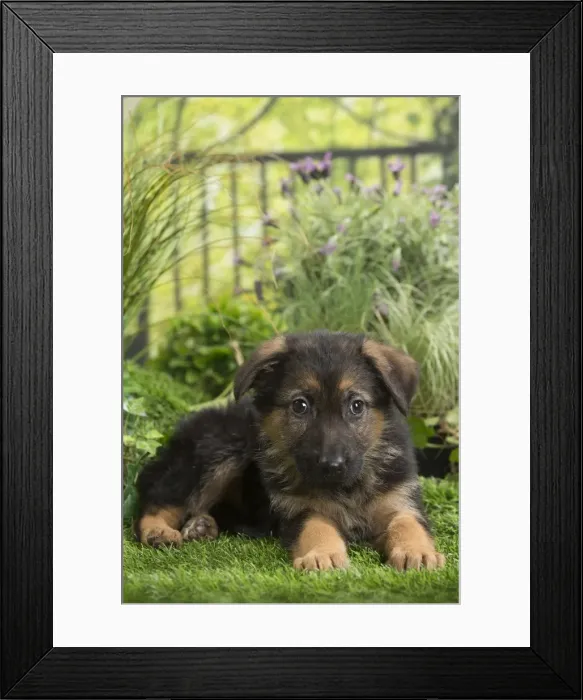 Framed Print : Picture No. 11807730 Framed Print : Picture No. 11807730