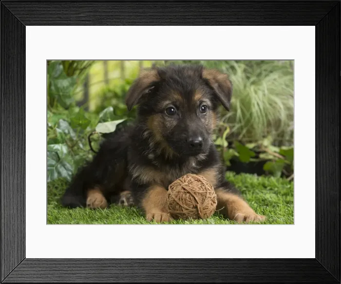 Framed Print : Picture No. 11807731 Framed Print : Picture No. 11807731