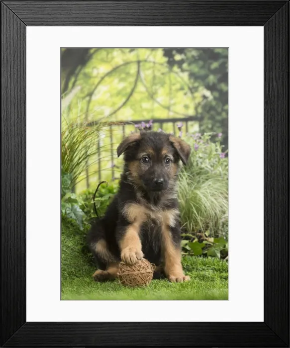 Framed Print : Picture No. 11807732 Framed Print : Picture No. 11807732