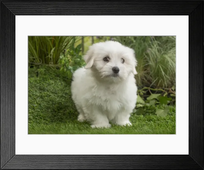 Framed Print : Picture No. 11807734 Framed Print : Picture No. 11807734
