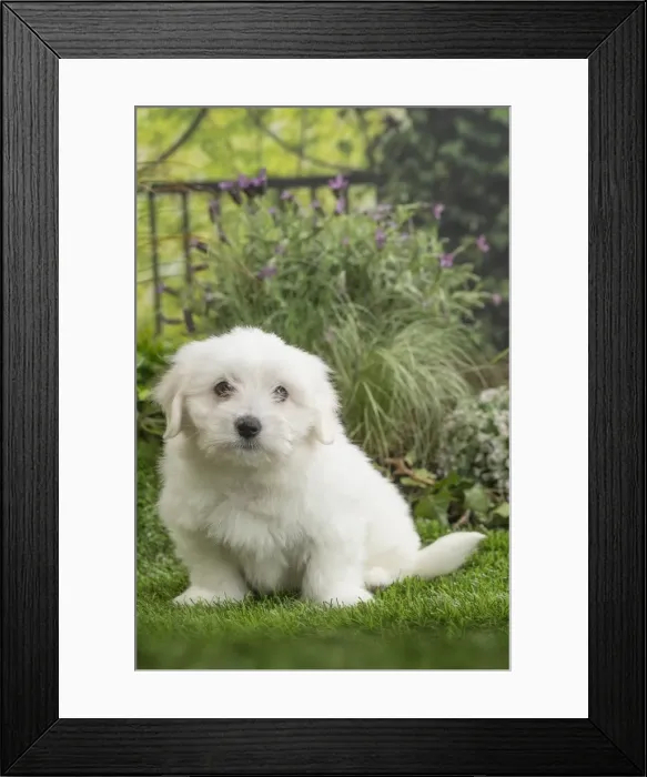Framed Print : Picture No. 11807735 Framed Print : Picture No. 11807735