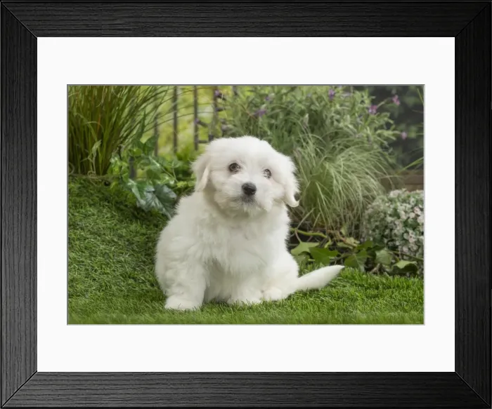 Framed Print : Picture No. 11807736 Framed Print : Picture No. 11807736