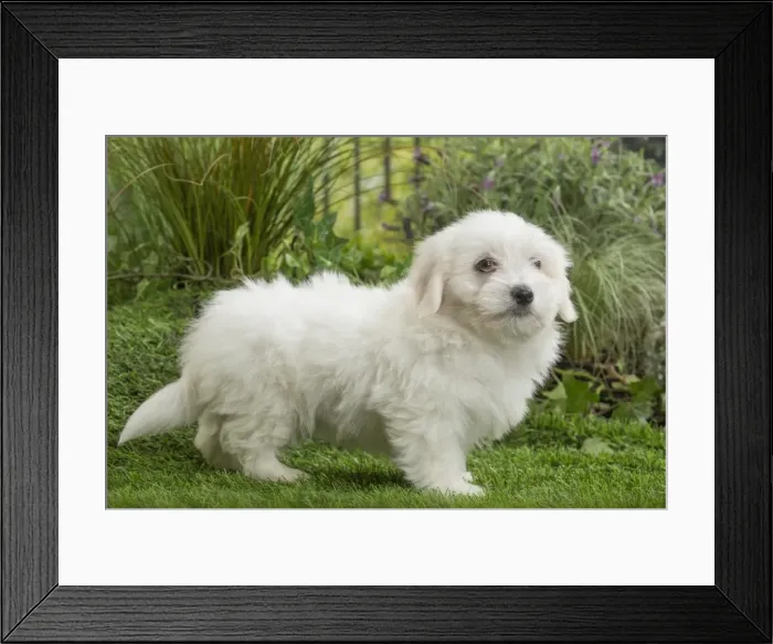 Framed Print : Picture No. 11807737 Framed Print : Picture No. 11807737