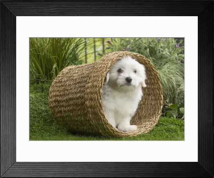 Framed Print : Picture No. 11807738 Framed Print : Picture No. 11807738