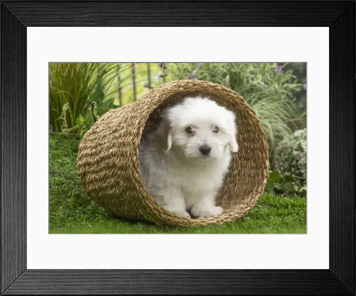 Framed Print : Picture No. 11807739 Framed Print : Picture No. 11807739