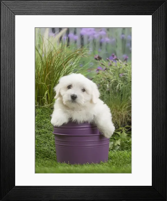 Framed Print : Picture No. 11807740