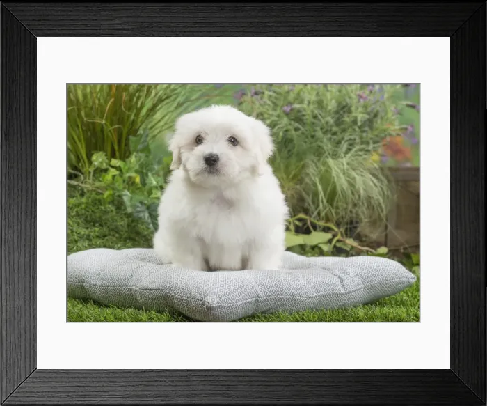Framed Print : Picture No. 11807741 Framed Print : Picture No. 11807741