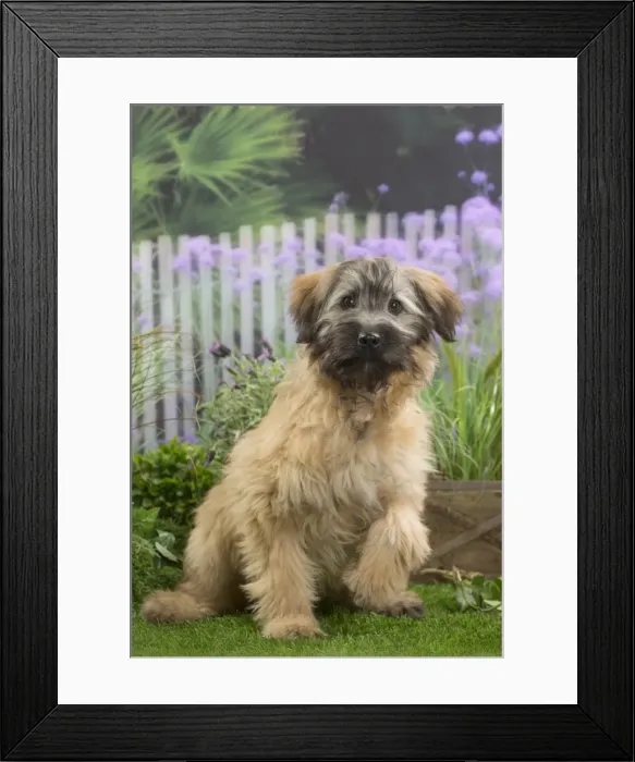 Framed Print : Picture No. 11807743
