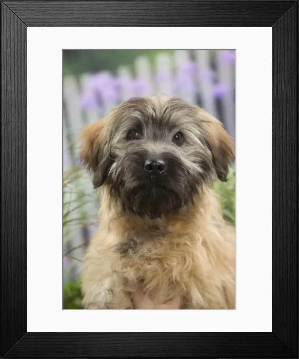 Framed Print : Picture No. 11807744 Framed Print : Picture No. 11807744