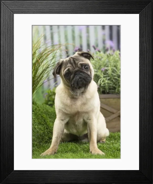 Framed Print : Picture No. 11807746 Framed Print : Picture No. 11807746