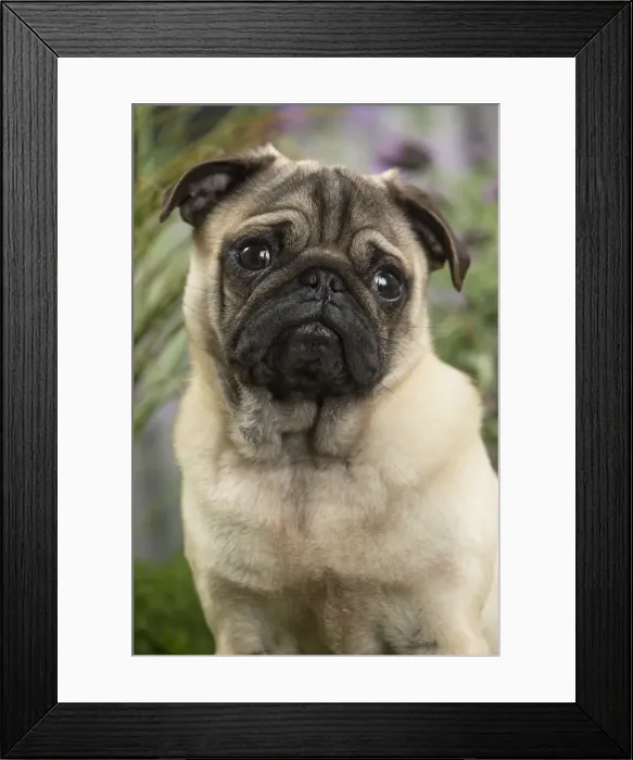Framed Print : Picture No. 11807747 Framed Print : Picture No. 11807747