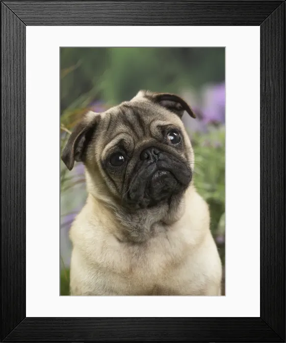 Framed Print : Picture No. 11807748 Framed Print : Picture No. 11807748