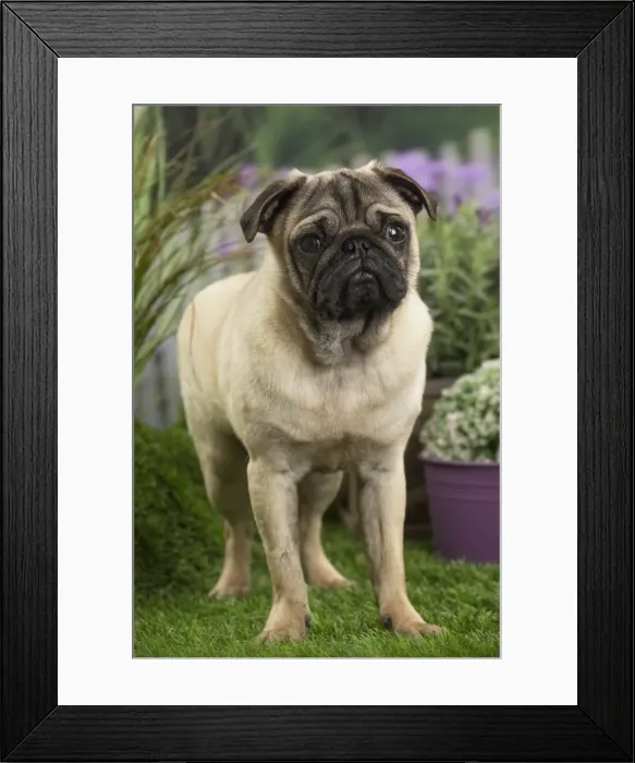 Framed Print : Picture No. 11807751 Framed Print : Picture No. 11807751