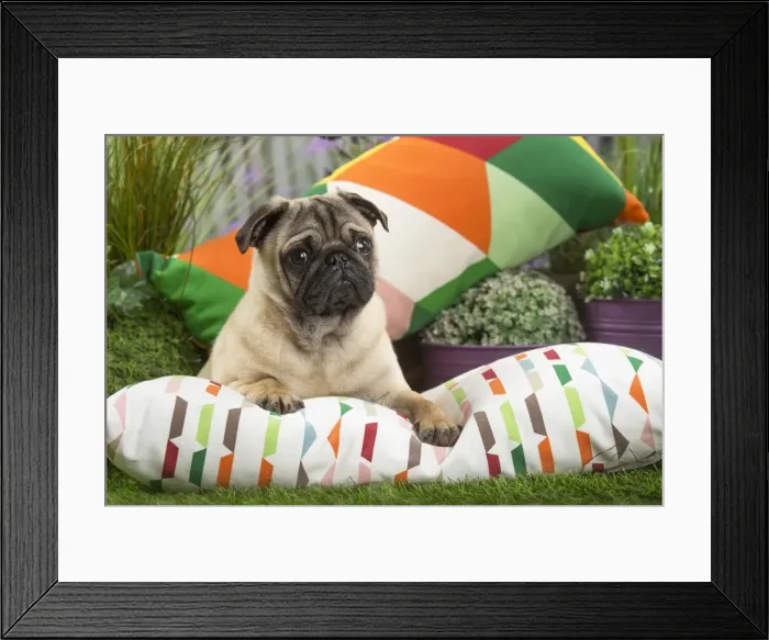 Framed Print : Picture No. 11807752 Framed Print : Picture No. 11807752