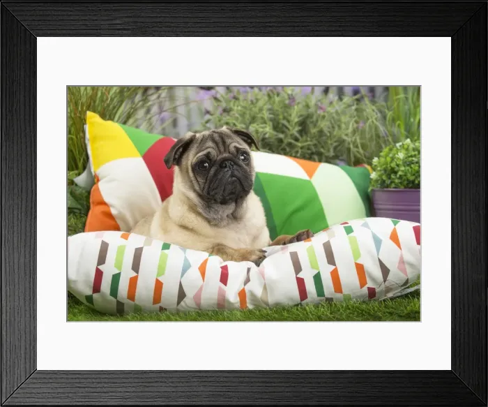 Framed Print : Picture No. 11807753 Framed Print : Picture No. 11807753